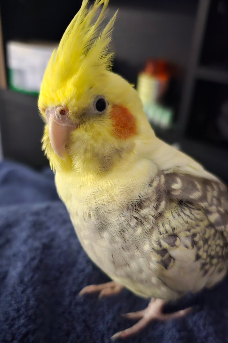 Abaddonsu's tweet photo. If anyone knows me they know ive got an avian son, his name is Roxas

I've had to make the hardest decision and find him a foster home :( ive just gotten so busy and overwhelmed especially with human son that he hasnt been getting the love and attention he deserves. Im hoping he'll find new buddies to play with and receive lots of millet snips and cuddles.

I dont regret sitting on your egg for 9 months until you hatched, and im grateful I got to meet you little buddy. Thanks for comforting me in my worst of times throughout these 6 years. Extend your beautiful dinosaur wings and meet new people and birdies my son. Ill always be your mommy