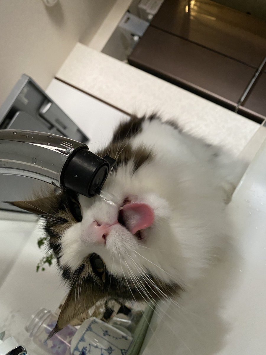 まろんPon tweet media