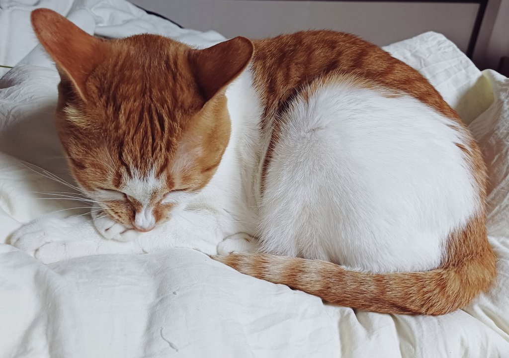 탱자(냥이) tweet media