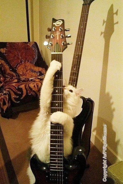 meowkey daily ₍^. .^₎⟆ tweet media