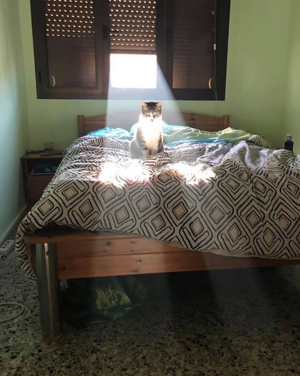 Punch Cat tweet media