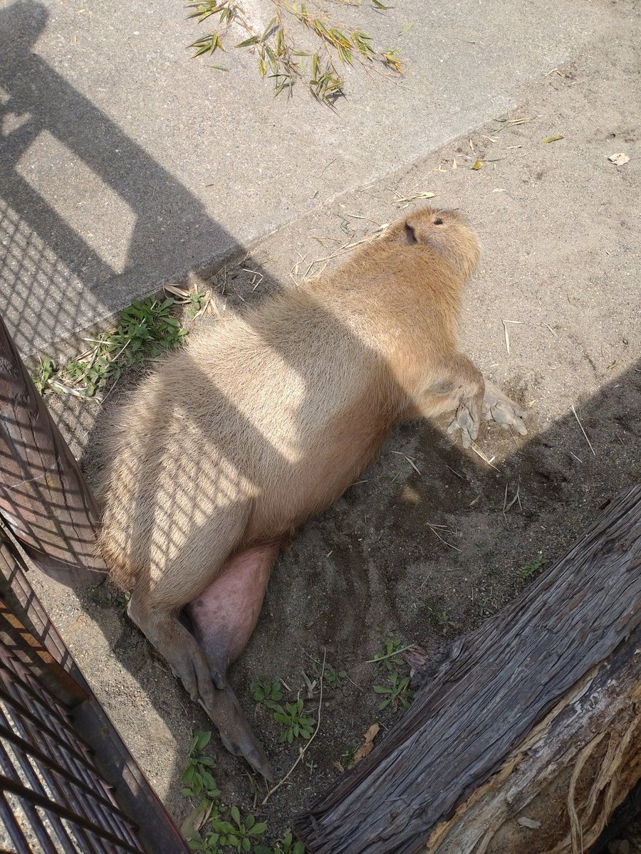 ＃市川市動植物園
＃カピバラ
バイク屋さんから市川市動植物園に来ました。
イチョウ君は伸びたまま寝てますね。