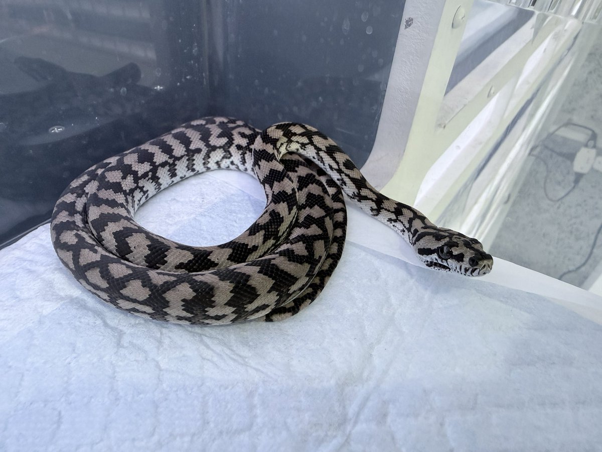 The Origin 古荘智彬 tweet media