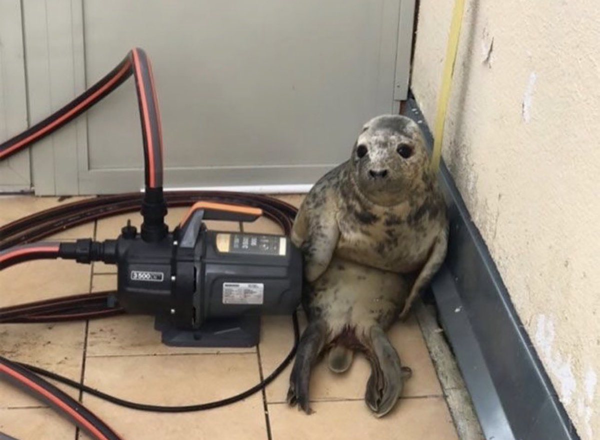 Herbuurna 🦭🇵🇷 tweet media