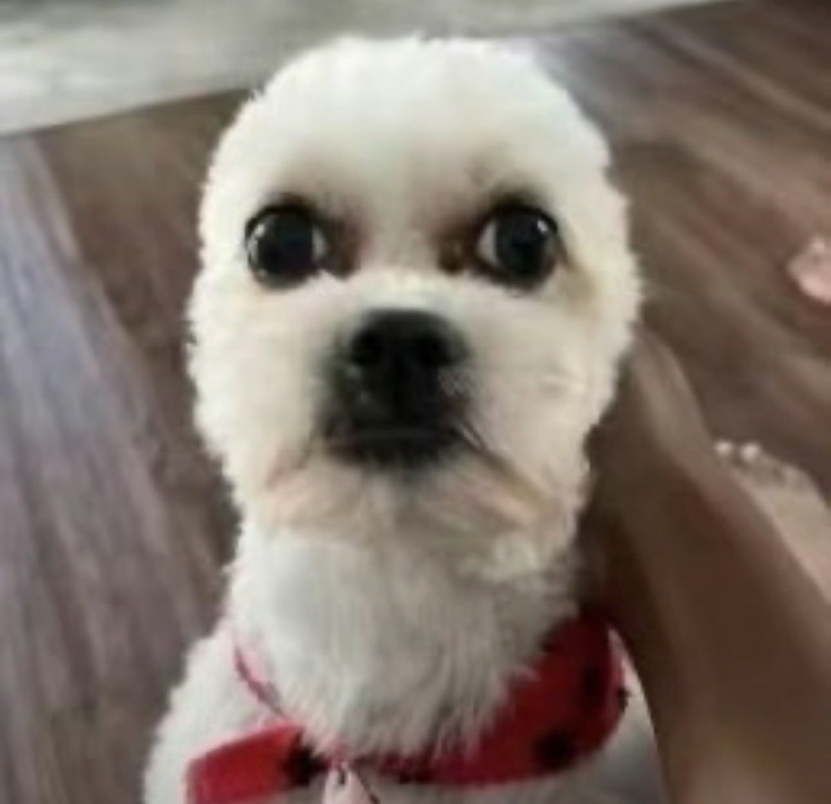 Lia Brown tweet media