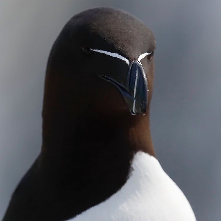 Phillipe 🩸 Alexia and Pomba's Dad tweet media