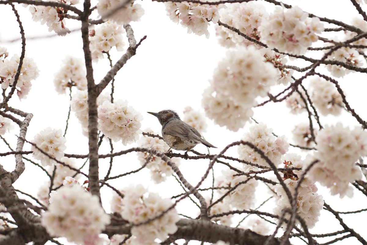 니츠린 tweet media