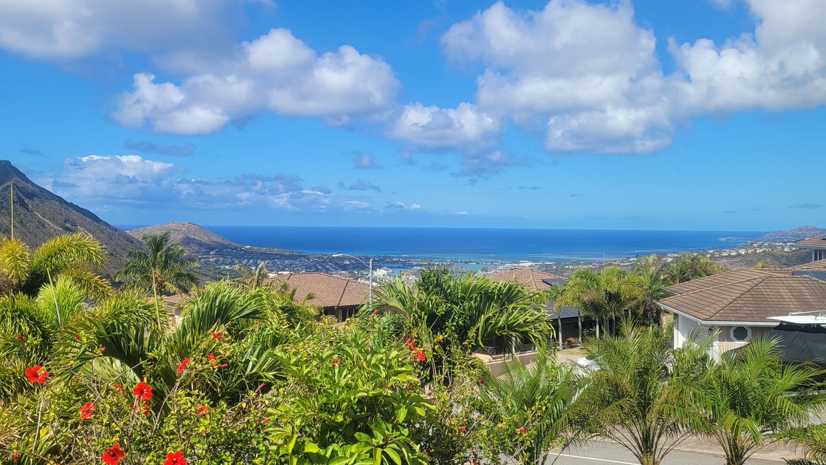 King Shark XI 🦈 tweet media