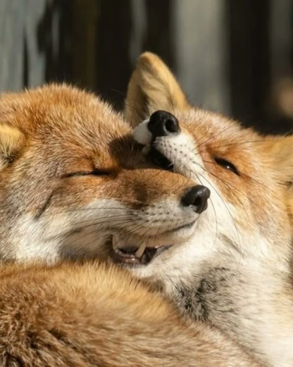 🍁 𝓣𝓱𝓮 𝓕𝓸𝔁 𝓛𝓲𝓯𝓮 🌾🦊 tweet media