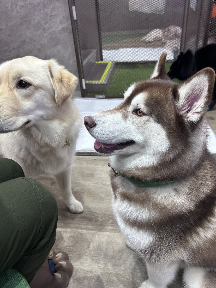 まるくろ tweet media