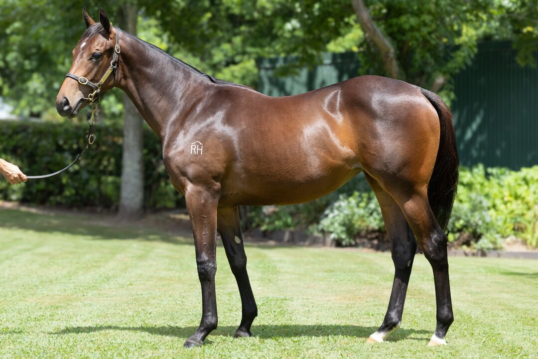 New Zealand Bloodstock tweet media