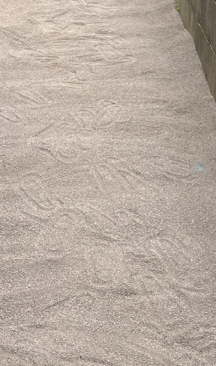 あんこ tweet media