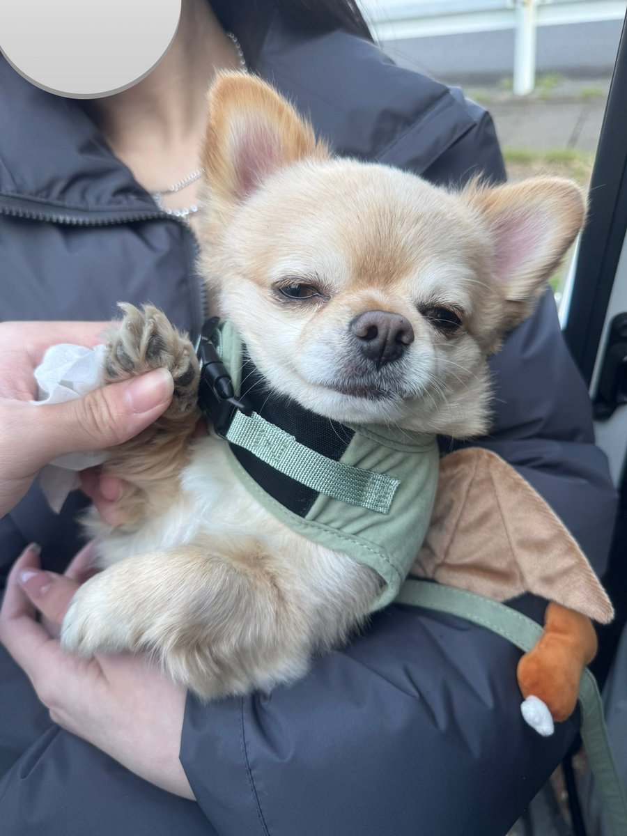 てん（６） tweet media