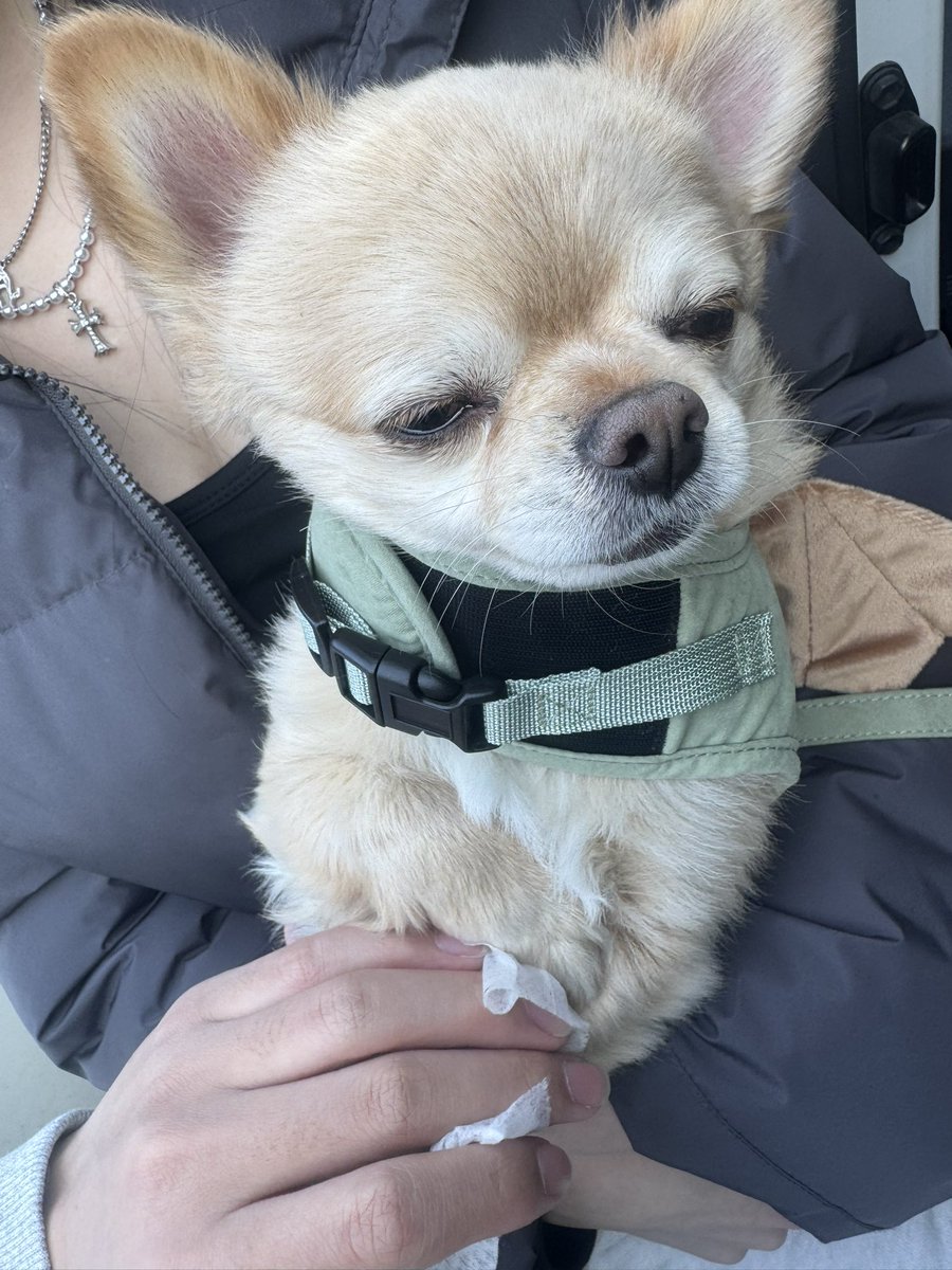 てん（６） tweet media