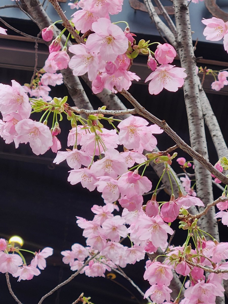 しろいひと tweet media