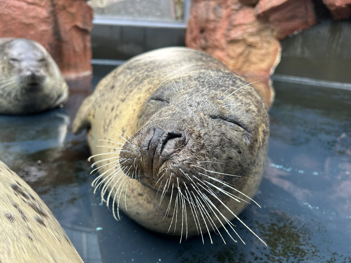 本日3/22は、#国際アザラシの日！ アザラシたちの現状への理解を深め