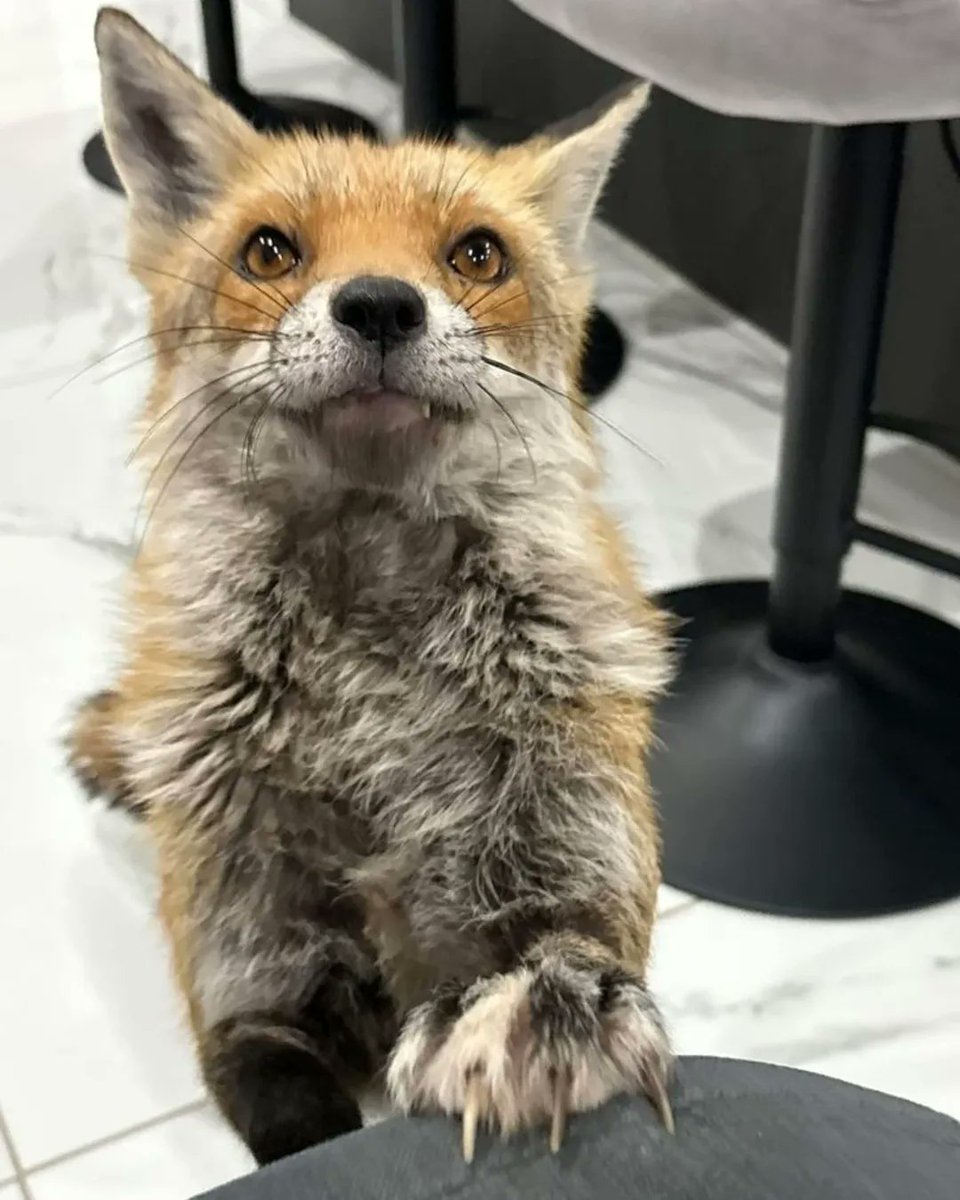 🍁 𝓣𝓱𝓮 𝓕𝓸𝔁 𝓛𝓲𝓯𝓮 🌾🦊 tweet media