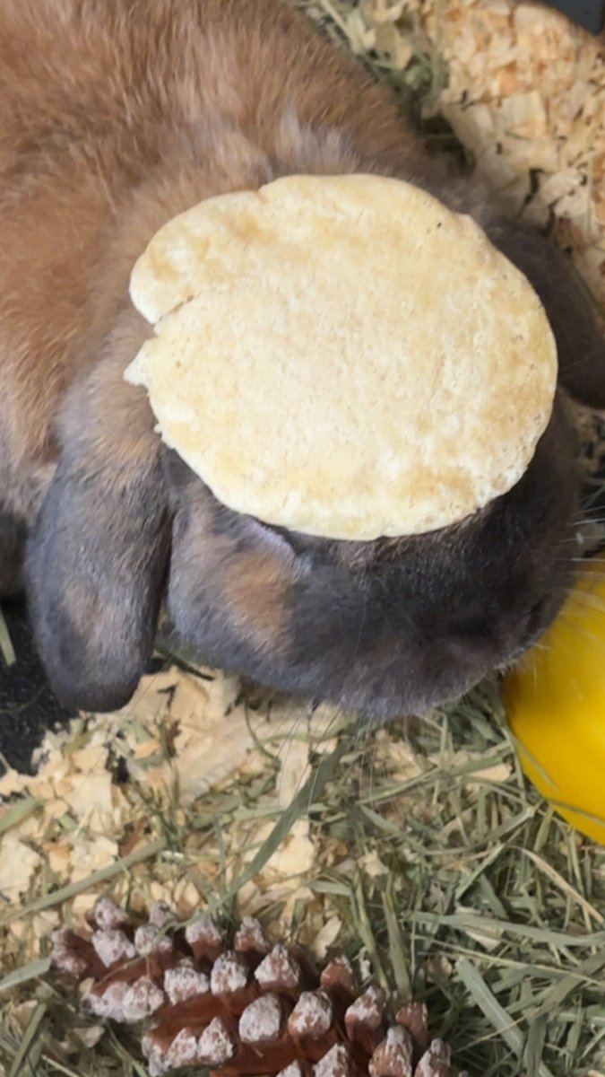 Cyrene of shedtwt tweet media