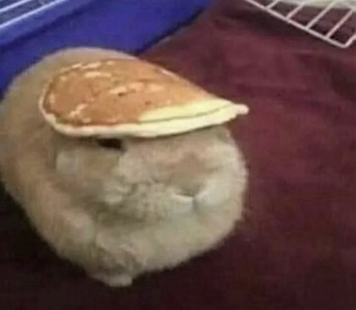 Cyrene of shedtwt tweet media