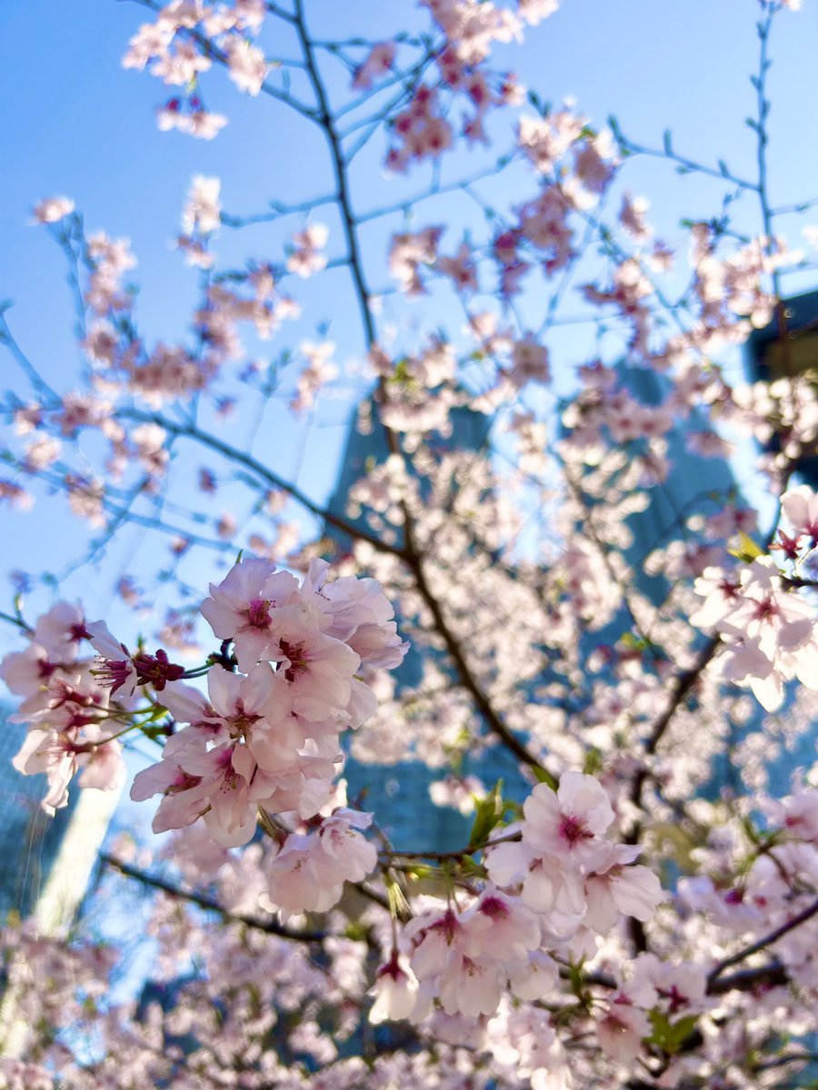 mannenya's tweet photo. こんにちわ🌸🐢✨

近くの新宿中央公園の桜も咲いてます💁‍♂️

フラワーブーケのような鉢植えもありまして萬年屋のお買い物ついでに
お花が楽しめそうです☺️🌼🌸🪻✨ https://t.co/oJwSX5tf76