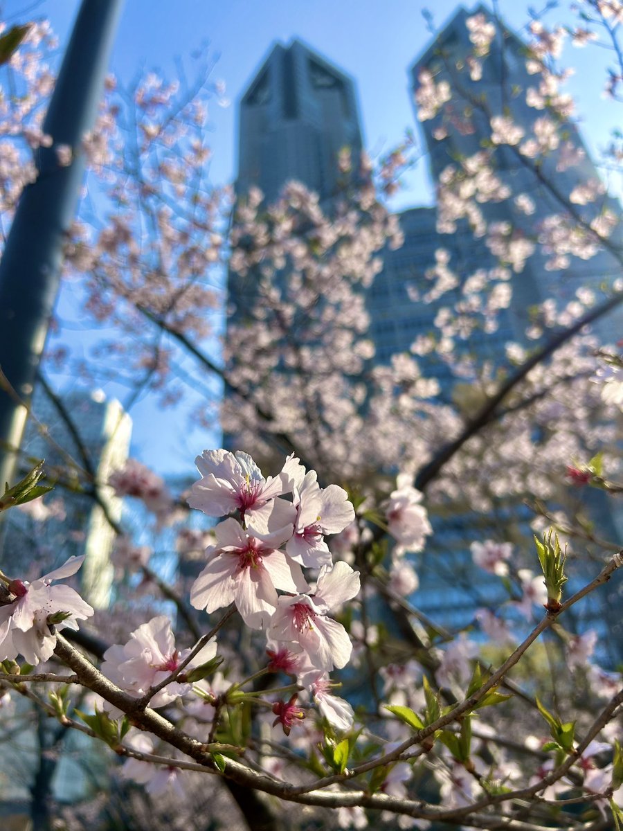 mannenya's tweet photo. こんにちわ🌸🐢✨

近くの新宿中央公園の桜も咲いてます💁‍♂️

フラワーブーケのような鉢植えもありまして萬年屋のお買い物ついでに
お花が楽しめそうです☺️🌼🌸🪻✨ https://t.co/oJwSX5tf76