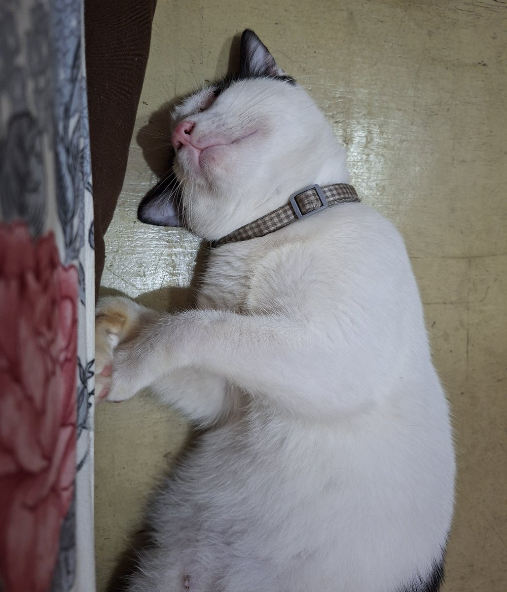 Lyla divorced xavier 💔 tweet media