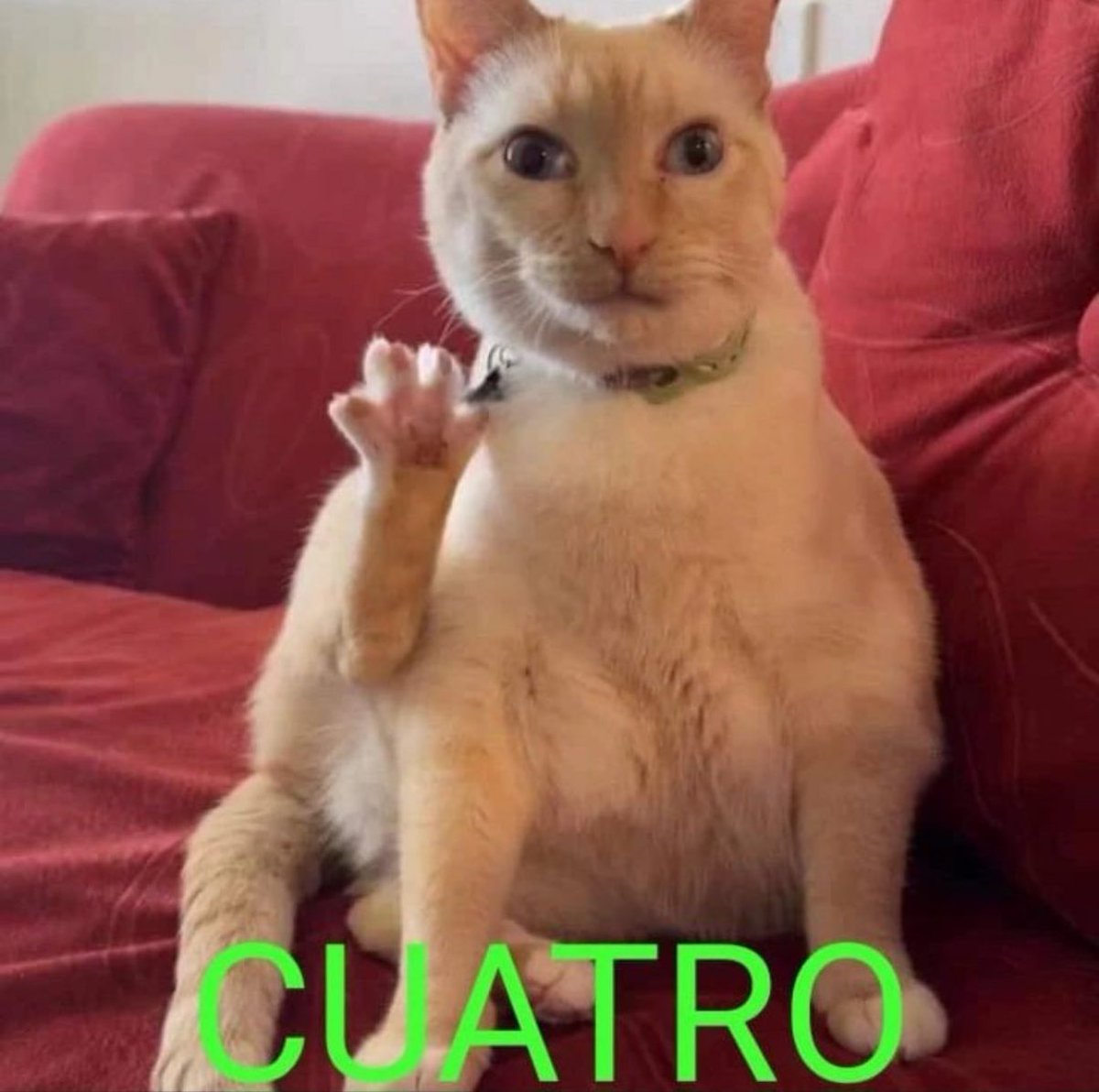 gatos fazendo gatices tweet media