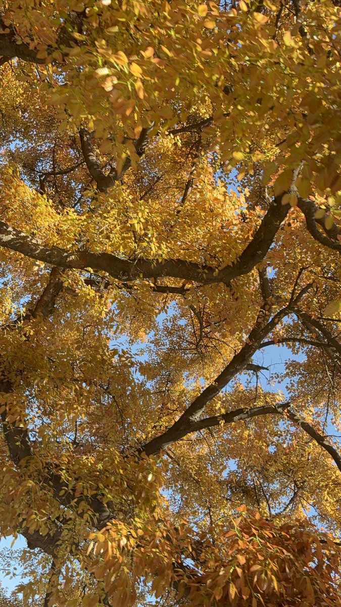 jass💫 tweet media