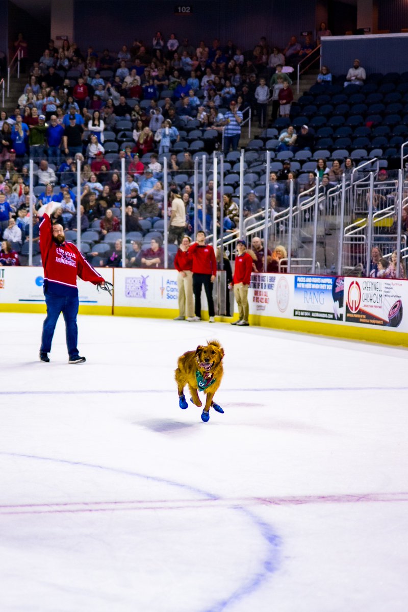 Evansville Thunderbolts Hockey tweet media