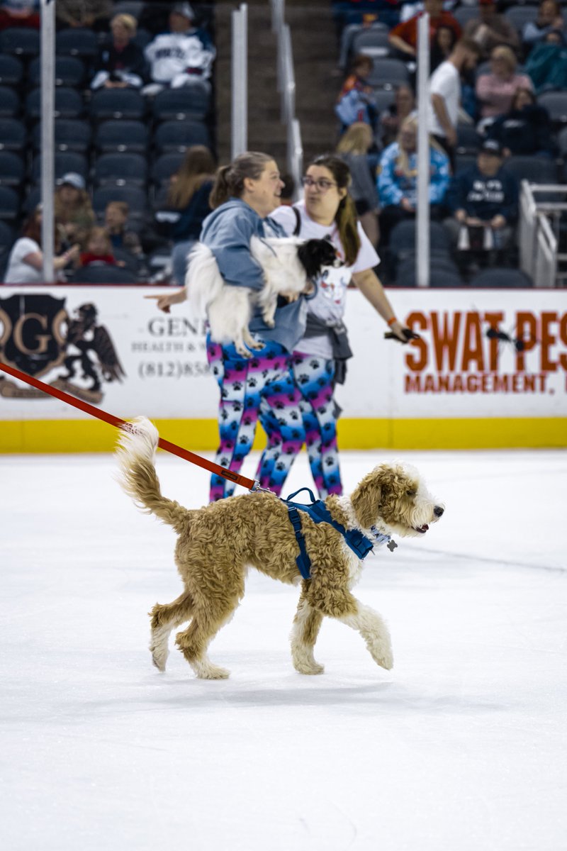 Evansville Thunderbolts Hockey tweet media