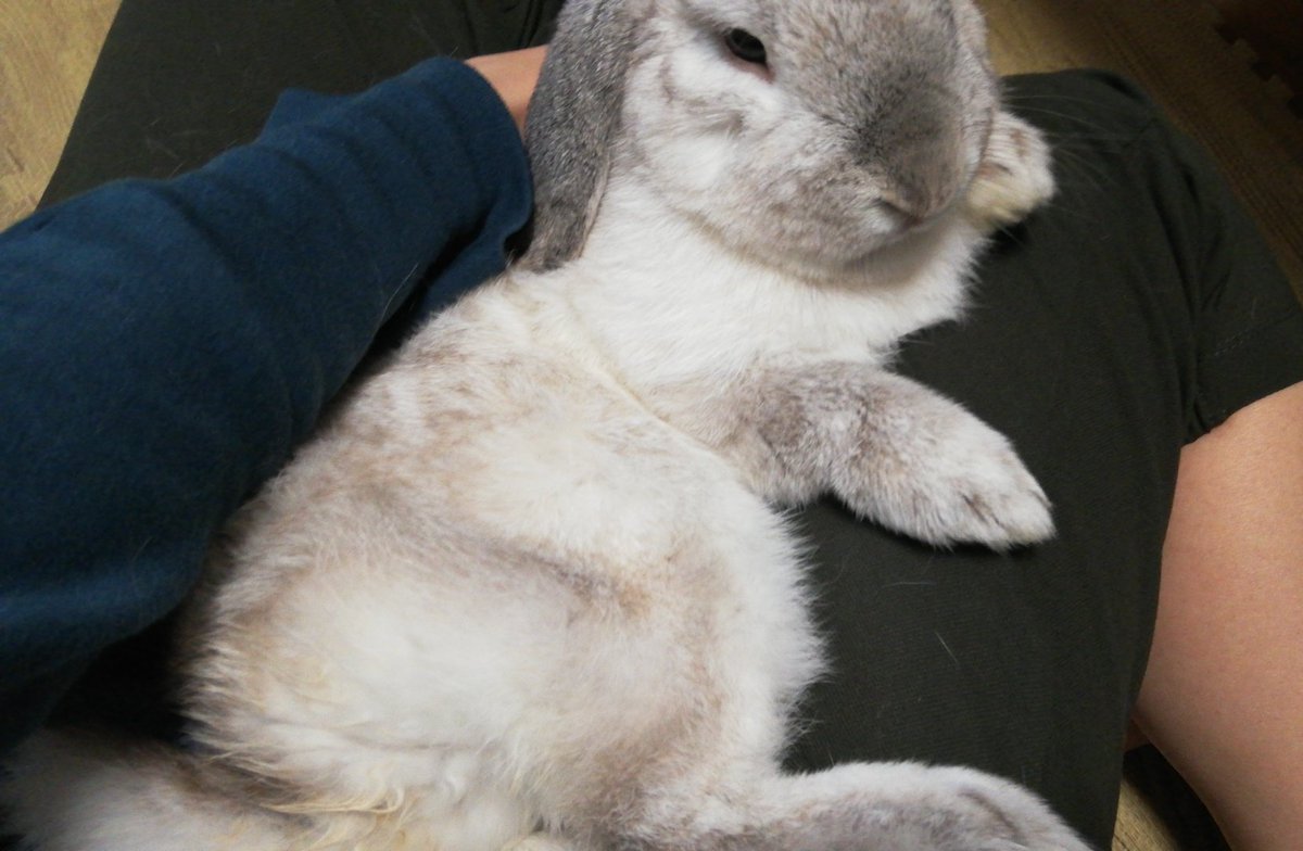 むみすけ tweet media