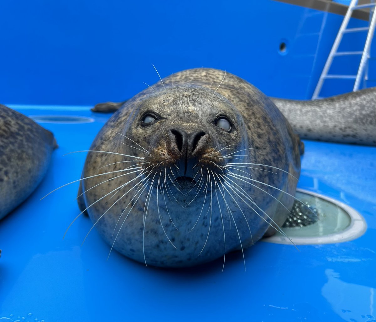本日3/22は、#国際アザラシの日！ アザラシたちの現状への理解を深め
