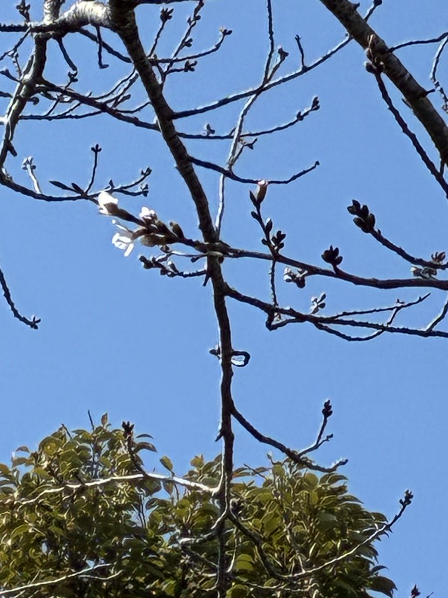 kiga_sekisho's tweet photo. こんにちは！

気賀関所の桜も蕾が膨らんできて、昨日数輪咲いているのを見つけました🌸
3月28日の姫様道中では、きれいに咲いて見頃になりそうですね❤

気賀関所では、当日入所無料となります。また呈茶、羽織体験を行います。是非、古〈いにしえ）の風情を感じに気賀関所へお越しくださいませ！ https://t.co/IbQewa8yHN