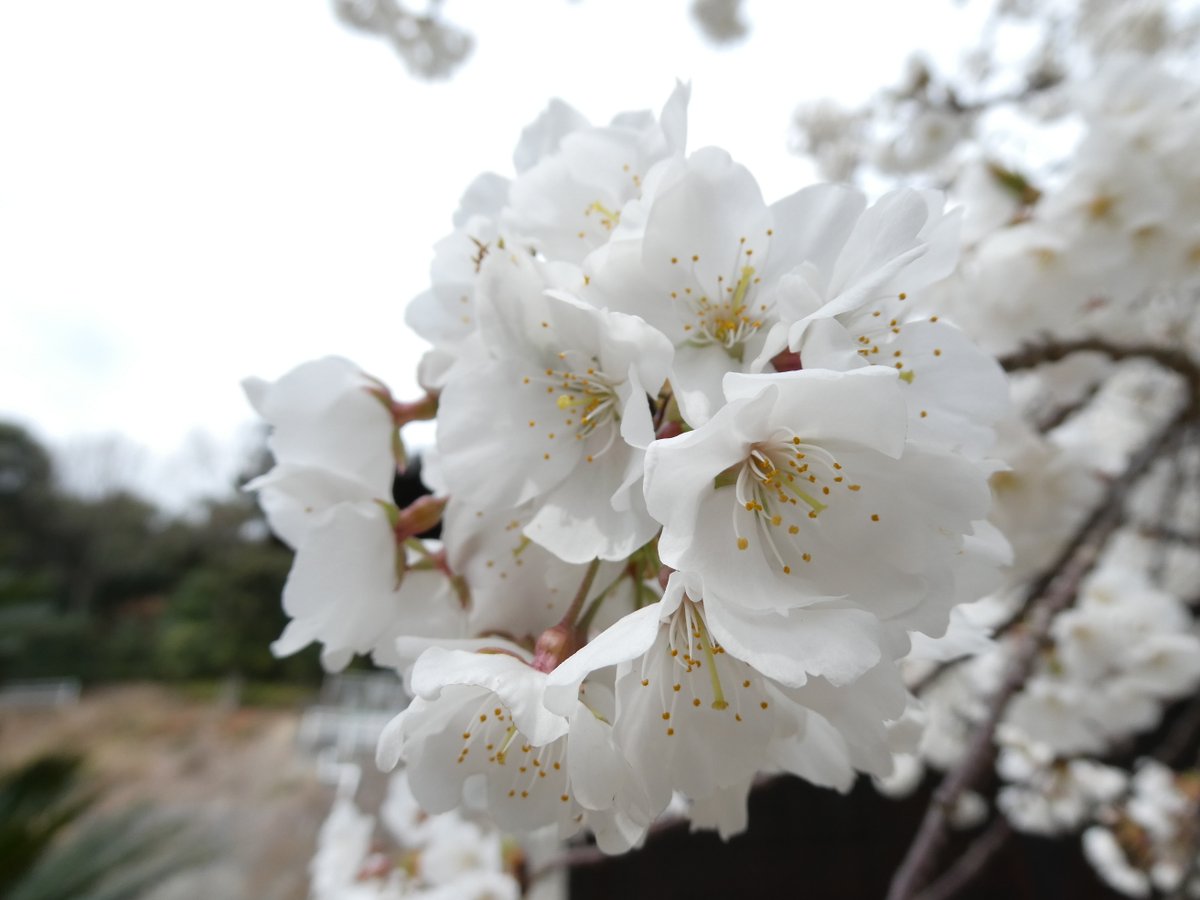 コスモクリア☆愛媛松山 tweet media