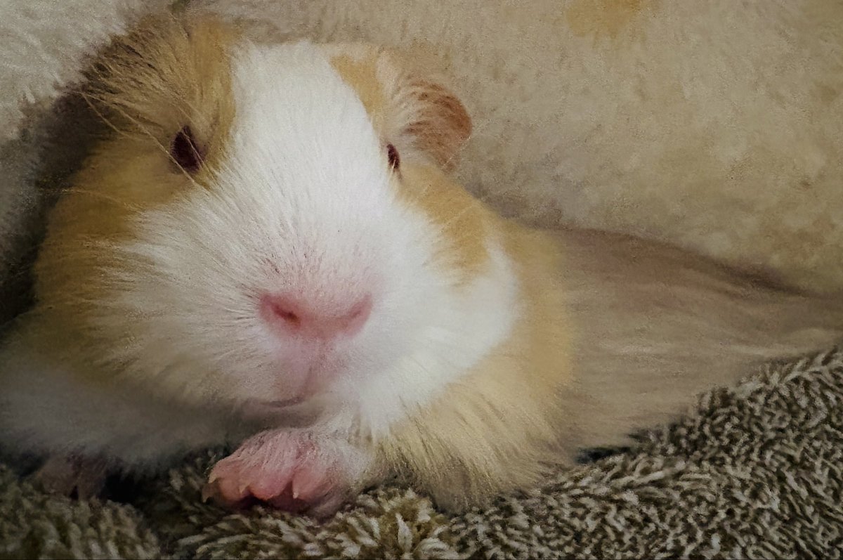 teddylab_moru's tweet photo. 世界がやわらぐ午後。

頬はゆるみ、瞳は半ば閉じ、
ただ、ここに在るだけで満ちている。

民よ、これが“姫の余裕”ですわ。
#貴族モル
#モルモットのいる生活
#ルビィ姫
#rubyeyed https://t.co/aHOJmly0VQ