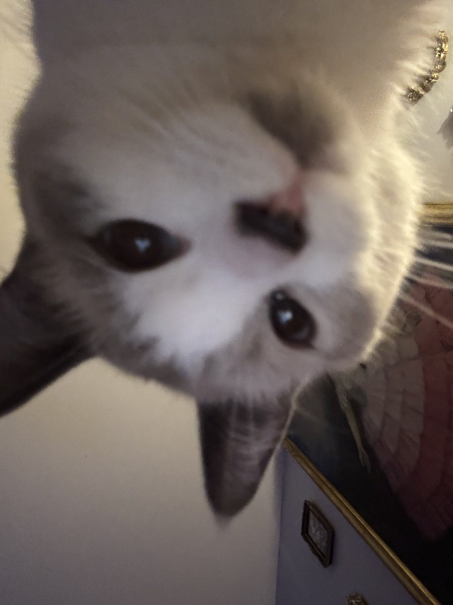 This cat likes to poke me in the face with her claws