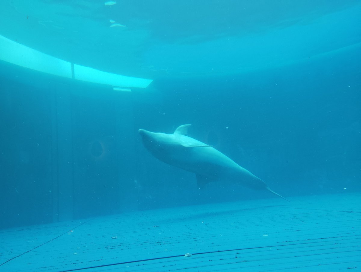 kiyokiyo tweet media