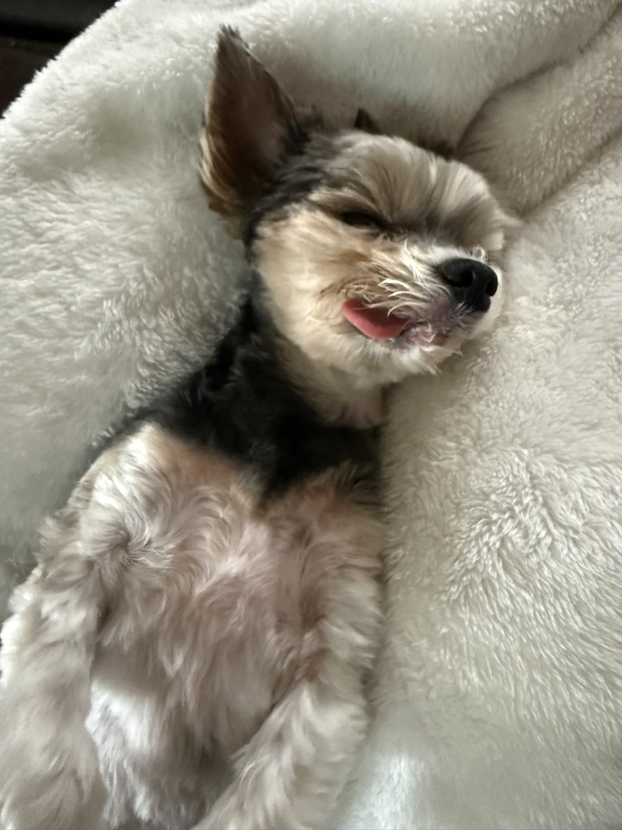 Cory & Gio 🐾🇨🇦 tweet media