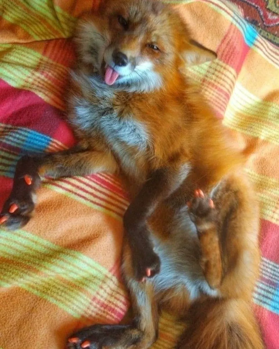 🍁 𝓣𝓱𝓮 𝓕𝓸𝔁 𝓛𝓲𝓯𝓮 🌾🦊 tweet media