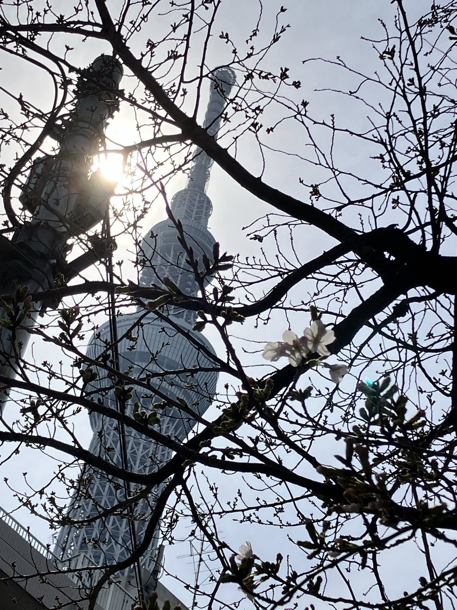 甘夏書店 tweet media