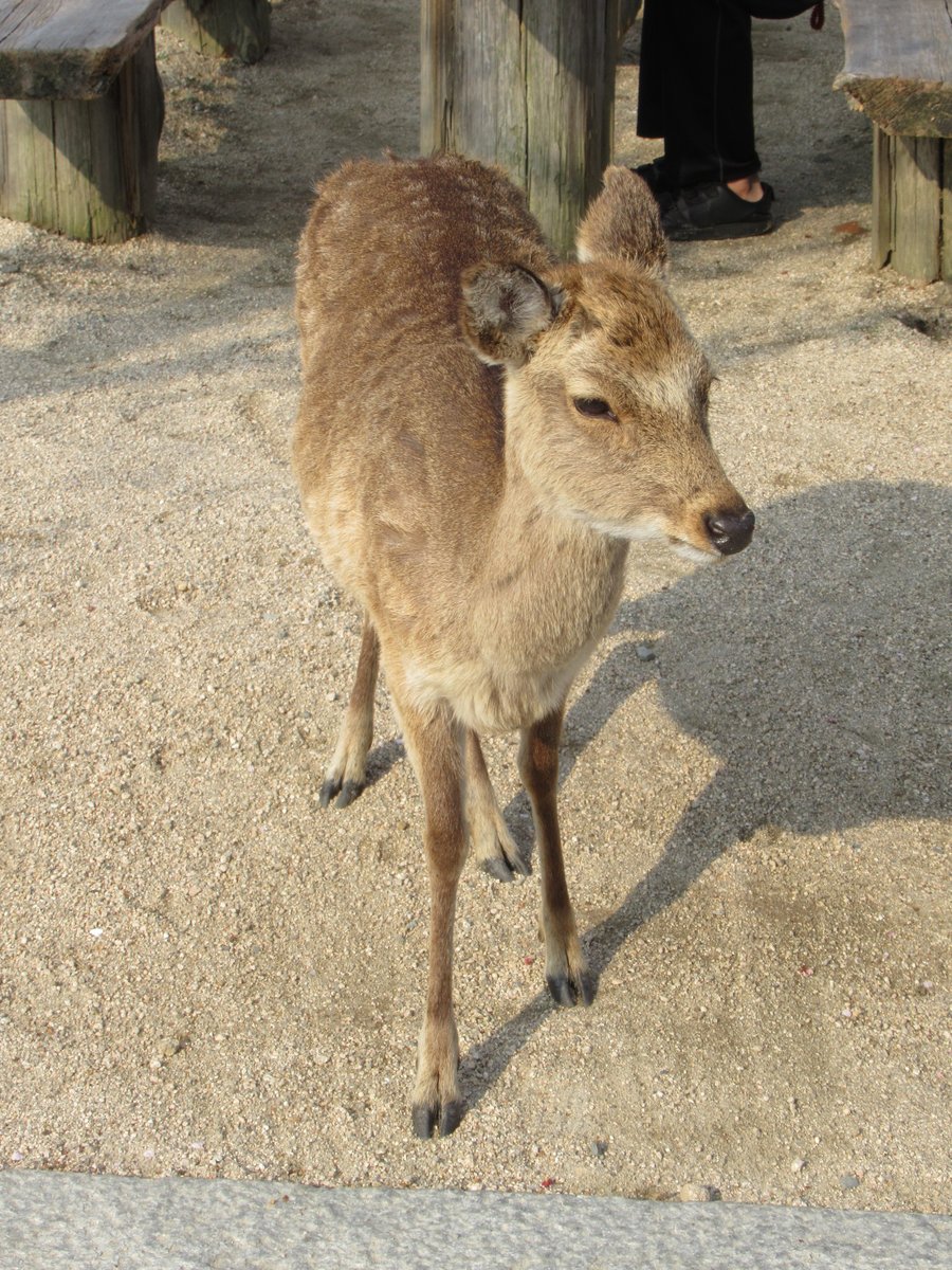 加藤じゅん＠日常　シャドバンにより絵や仕事は新垢へ移行中 tweet media