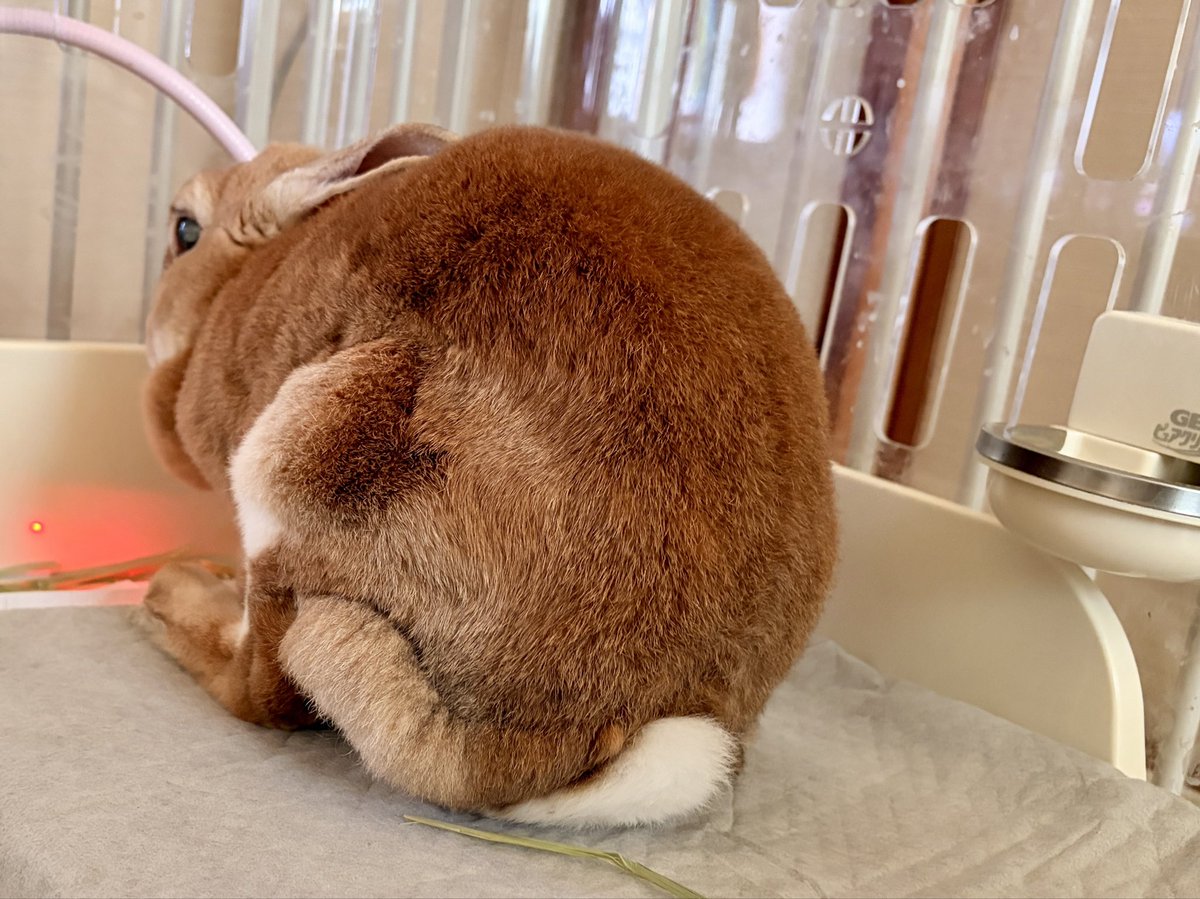 つむ姉さん、寝る時間は増えましたがよく食べよく遊びムチムチしています