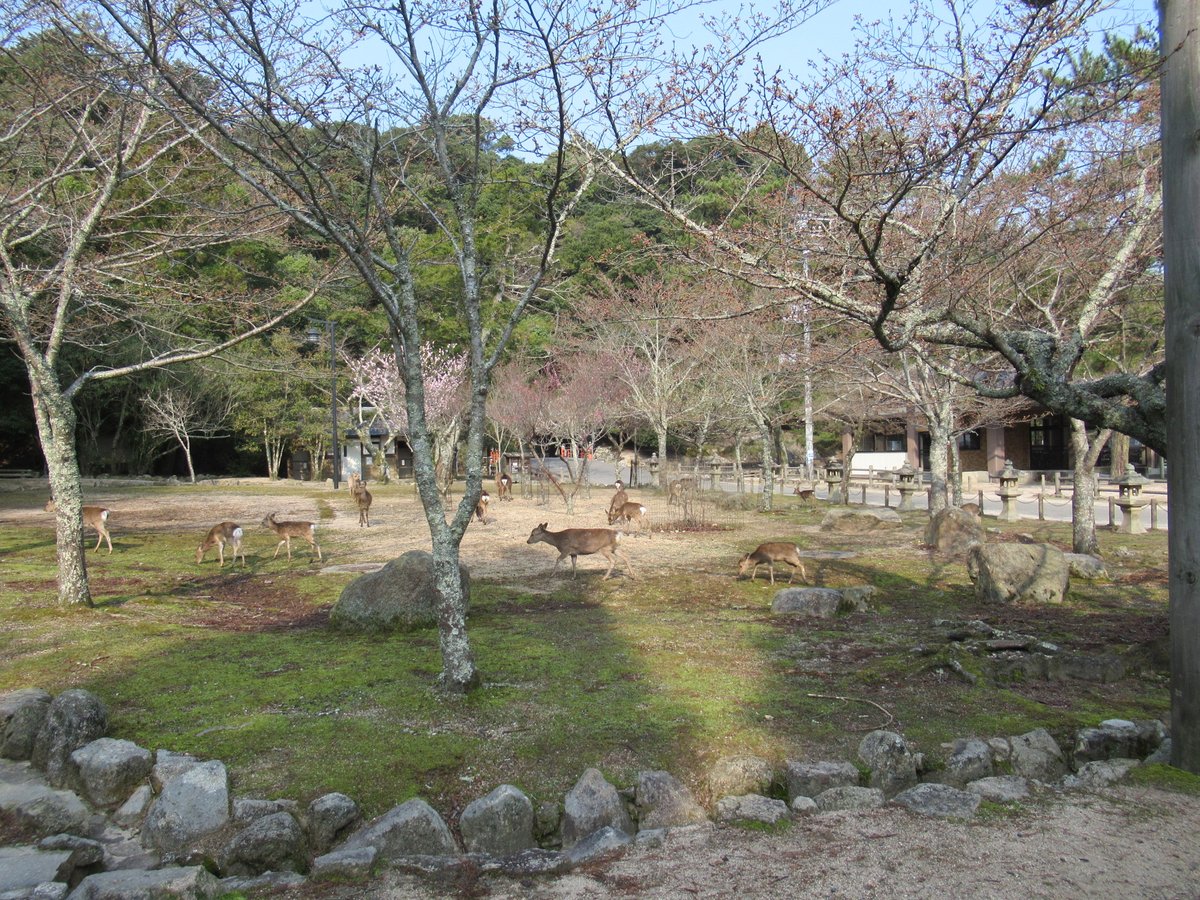 加藤じゅん＠日常　シャドバンにより絵や仕事は新垢へ移行中 tweet media