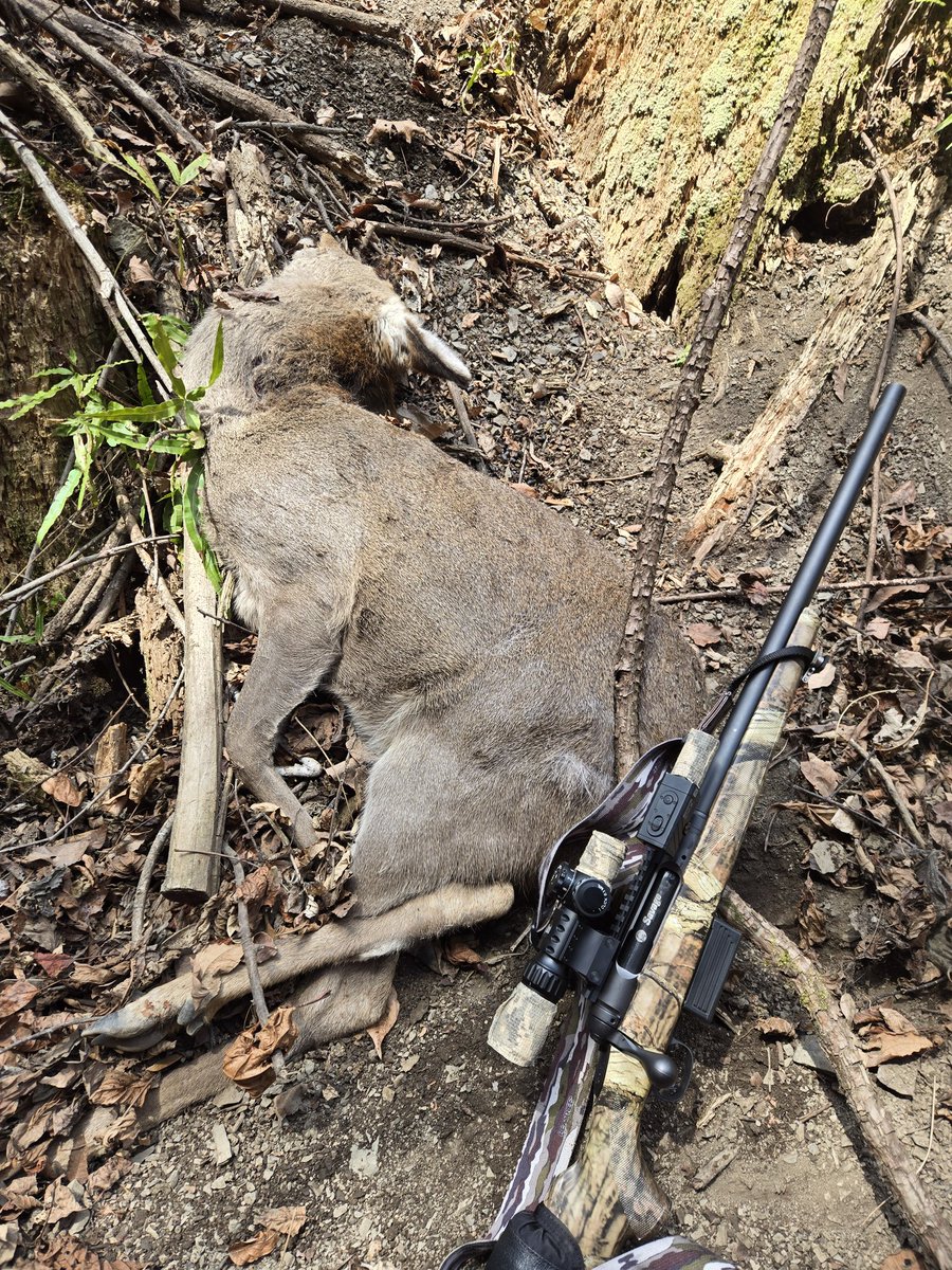 おさんぽハンター🐍おろち🐕️🐕️ tweet media