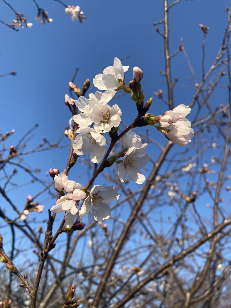 Good Afternoon☀️

#岡崎城 めっちゃ綺麗やった✨

Have a good day🌸