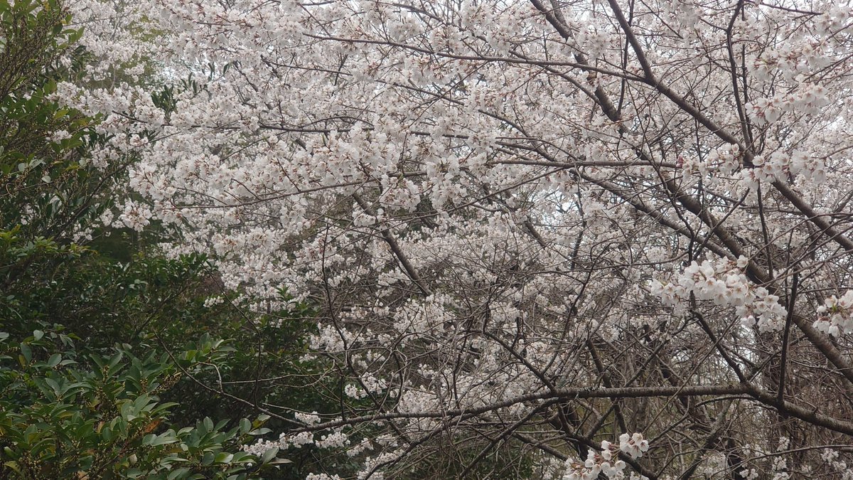 キングダイアモンド tweet media