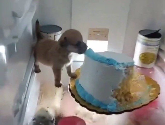 ꒰ ˚๑· 𝓜o .ᐟ Orin! 🐞 Molly's Muse tweet media