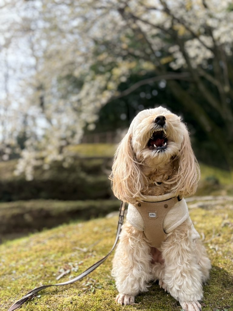 ガンクドラム tweet media