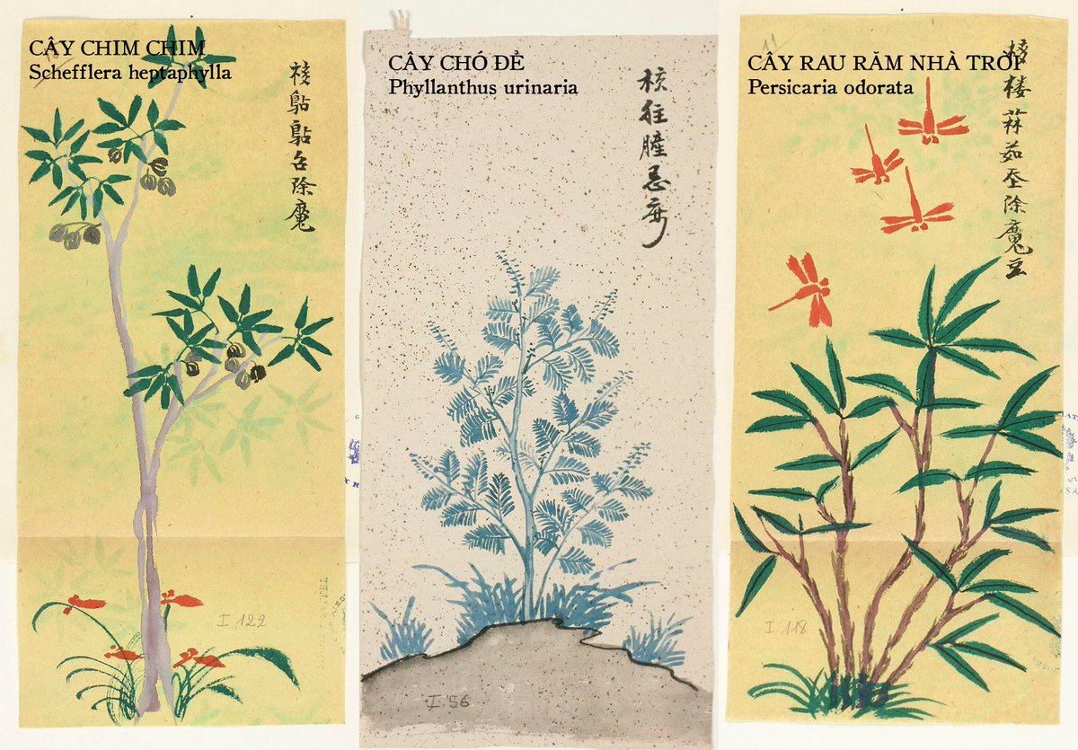 Phổ_Ngạn《溥彥》 tweet media