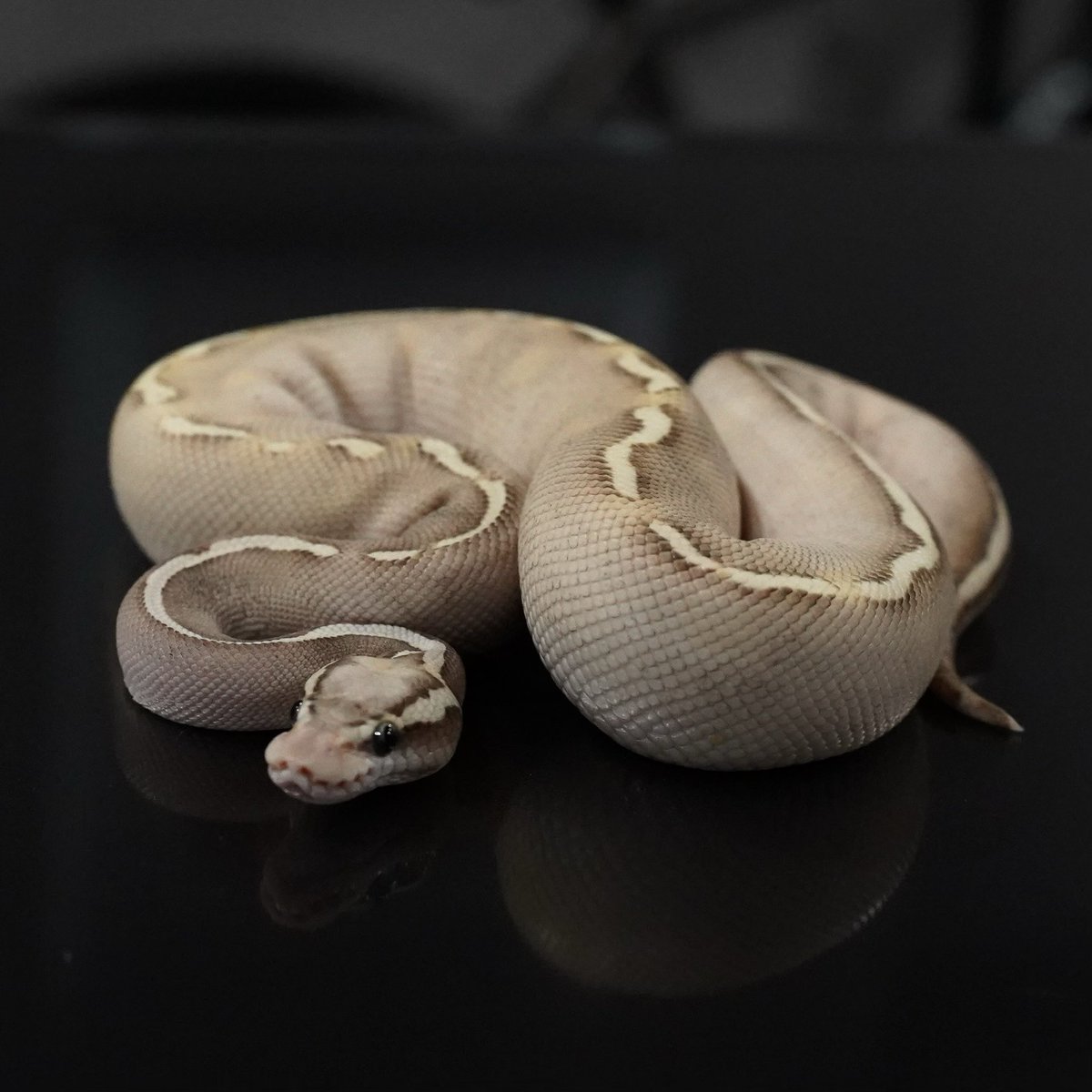 Side-B Collection tweet media